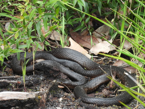 Mainland Dugite sighting