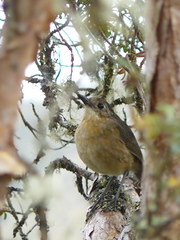 Grallaria quitensis
