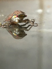 Aetalion reticulatum