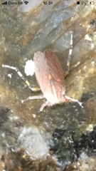 Aetalion reticulatum