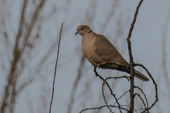 Streptopelia decaocto