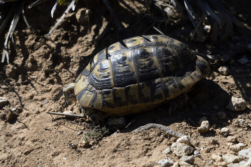 Testudo graeca nabeulensis