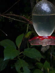 Pterophanes cyanopterus
