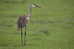 Grus canadensis image