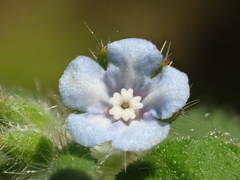 Thyrocarpus sampsonii