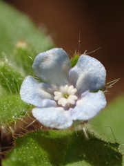 Thyrocarpus sampsonii