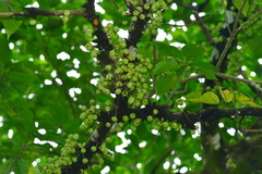Ficus variegata garciae