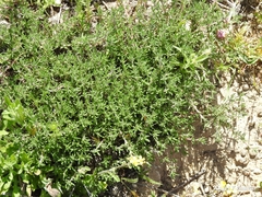 Thymus lacaitae
