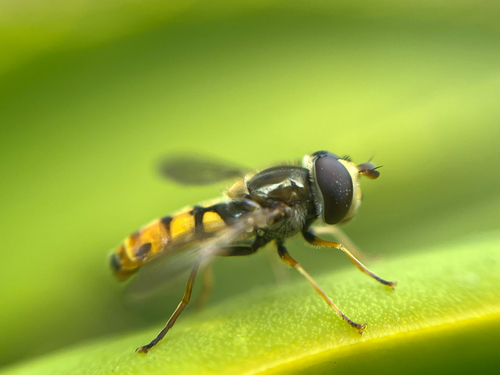 Migrant Hover Fly, photo 4 of 10