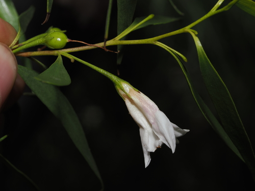 sandalwood eremophila (Eremophila santalina)