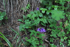Campanula collina