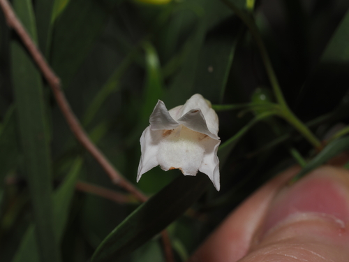 Eremophila santalina, photograph 1