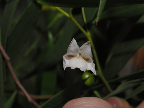 Eremophila santalina, photograph 2