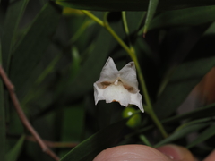 (c) Thomas Mesaglio, some rights reserved (CC BY) Eremophila santalina, photograph (c) Thomas Mesaglio, some rights reserved (CC BY)