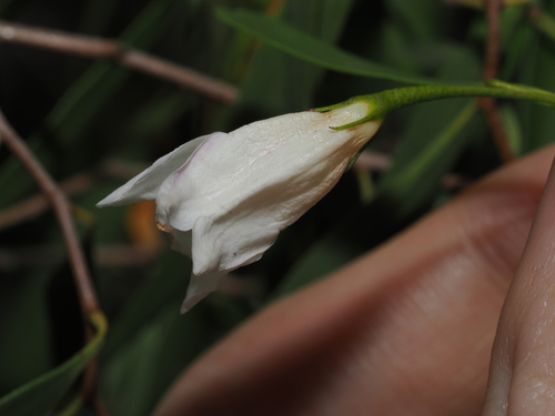 Eremophila santalina, photograph 3