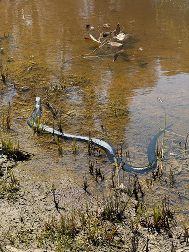Red-bellied Black Snake sighting