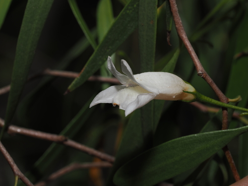 Eremophila santalina, photograph 4