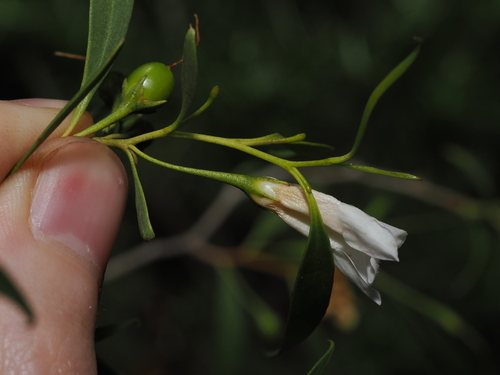 Eremophila santalina, photograph 6