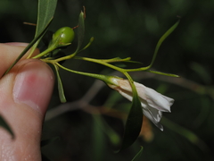 Eremophila santalina, photograph (c) Thomas Mesaglio, some rights reserved (CC BY)