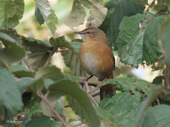 Bradypterus cinnamomeus