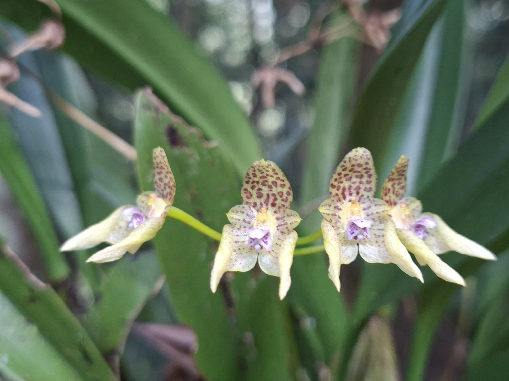 Bulbophyllum guttulatum (Hook.f.) N.P.Balakr. 3