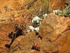 Adromischus leucophyllus