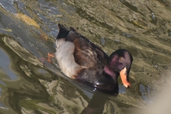 Anas platyrhynchos × Netta rufina