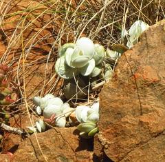 Adromischus leucophyllus