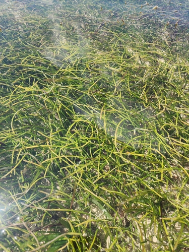 Syringodium isoetifolium observed 2025-10-25
