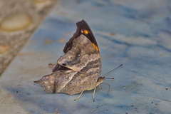 Yoma sabina