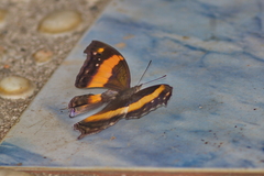 Yoma sabina