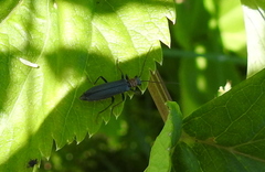Oedemera croceicollis