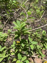 Syncolostemon obermeyerae