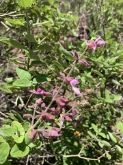 Syncolostemon obermeyerae