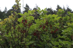 Ribes biebersteinii