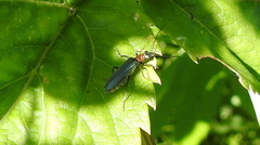 Oedemera croceicollis