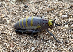 Thericles obtusifrons