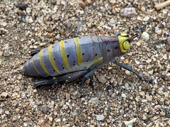 Thericles obtusifrons