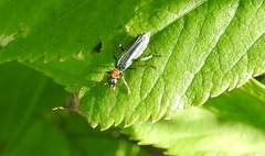 Oedemera croceicollis