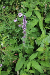 Stachys balansae
