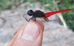 Planiplax phoenicura