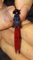 Planiplax phoenicura