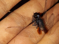 Planiplax phoenicura