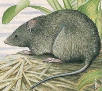 fossorial giant rat (Gyldenstolpia fronto) — Critically Endangered Mammalia