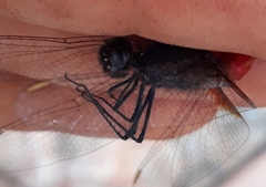 Planiplax phoenicura