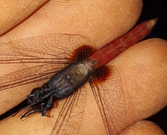 Planiplax phoenicura