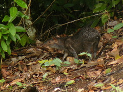 Dasyprocta fuliginosa