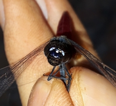 Planiplax phoenicura