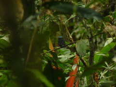 Lepidothrix coronata