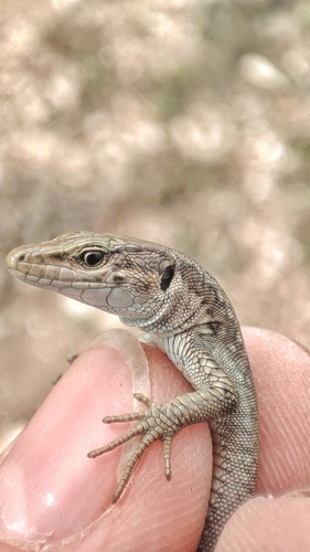 Elburs Lizard, Darevskia defilippii